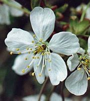 Mérisier des oiseaux. Fleurs. Cliquer pour agrandir l'image.