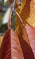 Mérisier des oiseaux. Feuilles d'automne. Cliquer pour agrandir l'image.