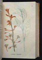 Mérisier des oiseaux. Planche d'identification Saint-hilaire. Cliquer pour agrandir l'image.