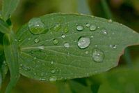 Millepertuis commun. Feuille en gros plan. Cliquer pour agrandir l'image.