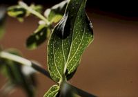 Millepertuis commun. Feuille. Cliquer pour agrandir l'image.
