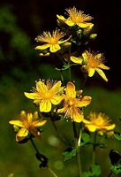 Millepertuis commun. Fleurs. Cliquer pour agrandir l'image.