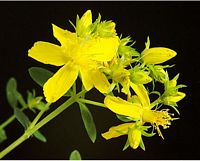 Millepertuis commun. Fleurs. Cliquer pour agrandir l'image.