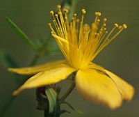 Millepertuis commun. Fleurs en gros plan. Cliquer pour agrandir l'image.