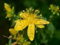 Millepertuis commun. Fleur. Cliquer pour agrandir l'image.