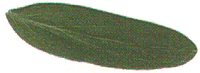 Millepertuis commun. Feuille. Cliquer pour agrandir l'image.