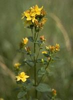 Millepertuis commun. Plante. Cliquer pour agrandir l'image.