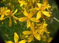 Millepertuis commun. Fleurs. Cliquer pour agrandir l'image.