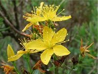 Millepertuis commun. Fleurs. Cliquer pour agrandir l'image.