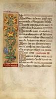 Millepertuis commun. Parchemin. Cliquer pour agrandir l'image.