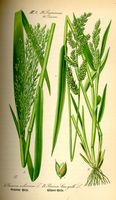 Millet commun. Planche d'identification Thomé. Cliquer pour agrandir l'image.
