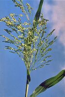 Millet commun. Epis. Cliquer pour agrandir l'image.