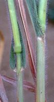 Millet commun. Tiges. Cliquer pour agrandir l'image.