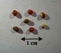 Millet commun. Graines. Cliquer pour agrandir l'image.