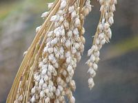 Millet commun. Panicule a maturite. Cliquer pour agrandir l'image.