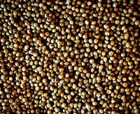 Millet commun. Millet commun seche. Cliquer pour agrandir l'image.