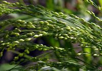 Millet commun. Epis. Cliquer pour agrandir l'image.