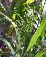 Millet commun. Epis. Cliquer pour agrandir l'image.