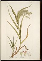Millet commun. Planche d'identification host. Cliquer pour agrandir l'image.