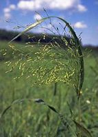 Millet commun. Cliquer pour agrandir l'image.