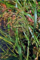 Millet commun. Inflorescences. Cliquer pour agrandir l'image.