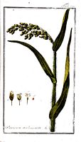 Millet commun. Planche d'identification krauss. Cliquer pour agrandir l'image.
