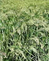 Millet commun. Plantes. Cliquer pour agrandir l'image.