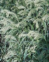 Millet commun. Plantes. Cliquer pour agrandir l'image.