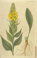Molène faux bouillon blanc. Planche d'identification Flora danica. Cliquer pour agrandir l'image.
