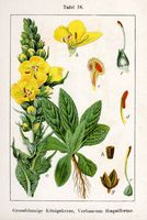 Molène faux bouillon blanc. Planche d'identification Sturm. Cliquer pour agrandir l'image.