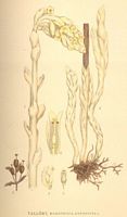 Monotrope sucepin. Planche d'identification Linnemand. Cliquer pour agrandir l'image.