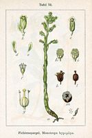 Monotrope sucepin. Planche d'identification Sturm. Cliquer pour agrandir l'image.
