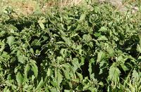 Morelle noire. Plante, Villars. Cliquer pour agrandir l'image.
