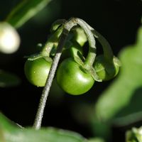 Morelle noire. Fruits verts, Villars. Cliquer pour agrandir l'image.