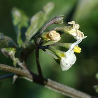 Morelle noire. Fleurs, Villars. Cliquer pour agrandir l'image.