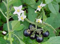 Morelle noire. Cliquer pour agrandir l'image.