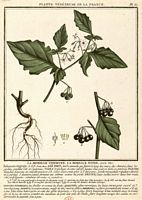 Morelle noire. Planche d'identification Bulliard. Cliquer pour agrandir l'image.