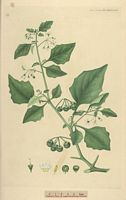 Morelle noire. Planche d'identification Flora danica. Cliquer pour agrandir l'image.