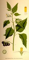 Morelle noire. Planche d'identification Linnemand. Cliquer pour agrandir l'image.