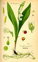 Muguet des bois. Dessin d'identification. Cliquer pour agrandir l'image.