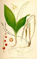 Muguet des bois. Dessin d'identification. Cliquer pour agrandir l'image.