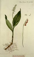 Muguet des bois. Dessin d'identification. Cliquer pour agrandir l'image.