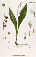 Muguet des bois. Dessin d'identification. Cliquer pour agrandir l'image.