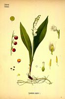 Muguet des bois. Dessin d'identification. Cliquer pour agrandir l'image.