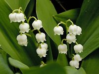 Muguet des bois. Fleurs. Cliquer pour agrandir l'image.