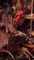 Muguet des bois. Fruits. Cliquer pour agrandir l'image.