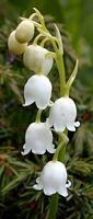 Muguet des bois. Cliquer pour agrandir l'image.