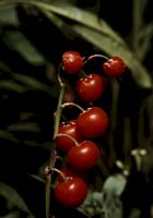 Muguet des bois. Fruits. Cliquer pour agrandir l'image.