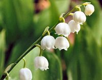 Muguet des bois. Fleurs. Cliquer pour agrandir l'image.