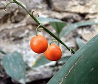 Muguet des bois. Fruits. Cliquer pour agrandir l'image.